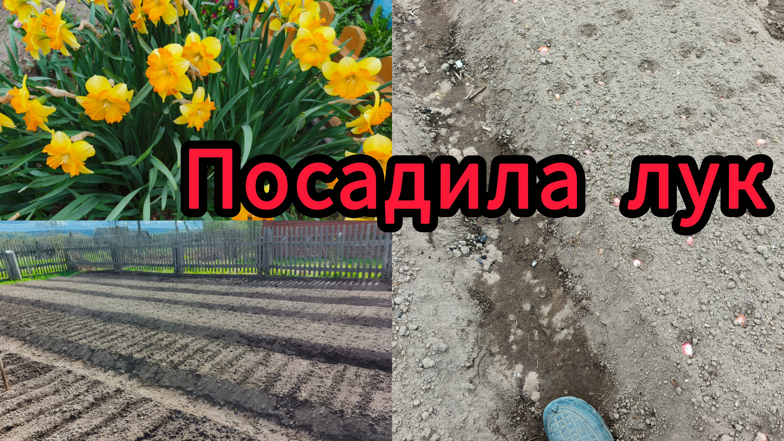 Посадила лук ,розы и цветы. смотреть онлайн