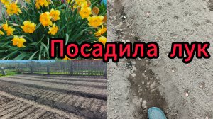 Посадила лук ,розы и цветы.