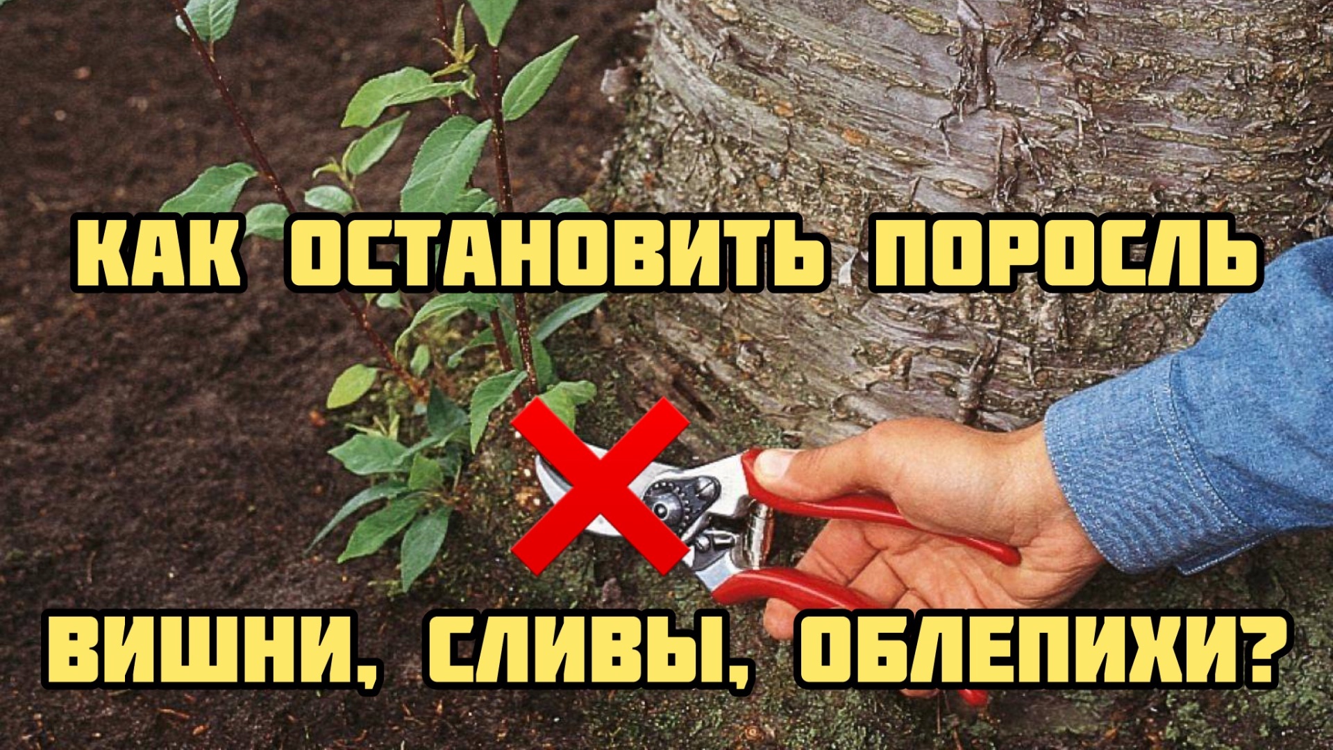 Как остановить поросль вишни?сливы? Облепихи?