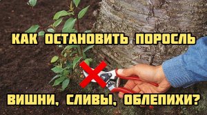 Как остановить поросль вишни?сливы? Облепихи?