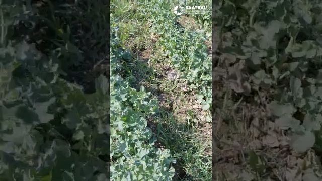 В какие сложные агрономические условия попал озимый рапс Сэмми