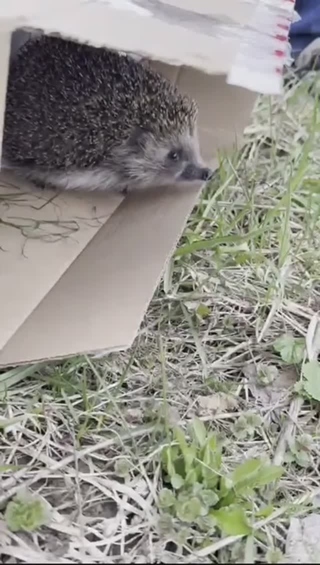Спасение  рядового Ежика
