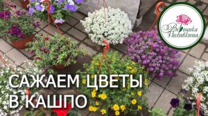 Сажаем цветы в кашпо