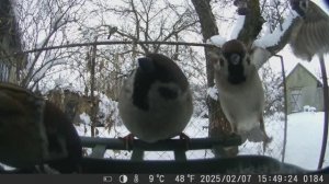 Птицы на кормушке. Фотоловушка в саду
