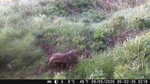 Хозяйственного барсука сняли на видео в дикой природе в Башкирии