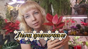 Дела цветочные: пересадка, черенкование растений, прогулка по теплице