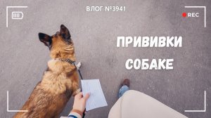 Поставила прививки собаке - ВЛОГ №3941 - 13.05.26