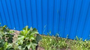КАК СОХРАНИТЬ 🌱🌾☘️☘️🌿. НЕ всё ГЛАДКО. 🪛 Петя - ЮВЕЛИРНАЯ РАБОТА 🐝🐝🐝