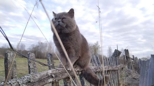 Кот на заборе