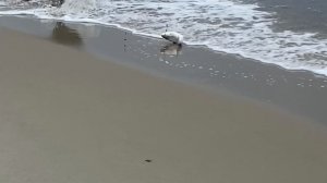 Балтийский лосось в Балтийском море  14.05.26