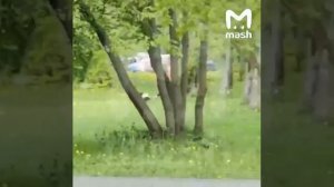 Боевой папа-утка наказал мужчине за попытку погладить его детишек-утят в московском парке Дружбы.