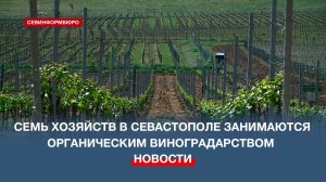 Семь хозяйств в Севастополе занимаются органическим виноградарством