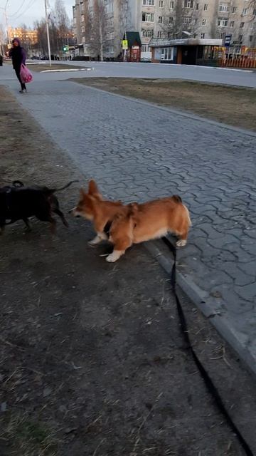 Корги Булочка сегодня познакомилась с 4 собачками #корги #corgi  #corgivlog #животные #коргибулочка
