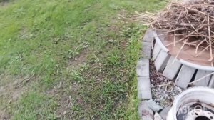 Приехала на дачу, немного подморозило