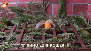 Видео для кошек про крысок развлекать питомцев 🐭🐀😂 (529)