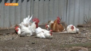 ПОГОЛОВЬЕ СКОТА И ПРОИЗВОДСТВО МОЛОКА СОКРАТИЛОСЬ НА КАМЧАТКЕ • НОВОСТИ КАМЧАТКИ