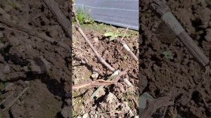 Состояние виноградника на 14.05.2026г.