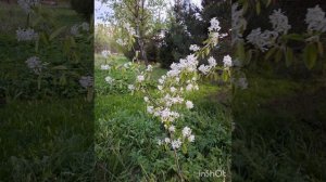 «Май — это месяц новых начинаний и бесконечных возможностей» (Уильям Шекспир)..mp4