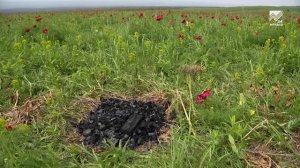 В Карачаево-Черкесии зацвели краснокнижные лазорики