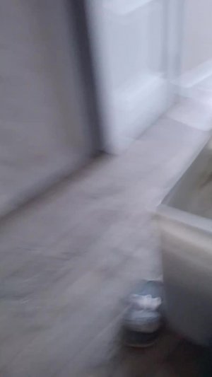 показываю хомяка Тошу и кота Бафика