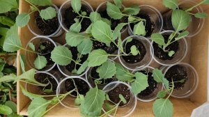 Рассада капусты готова к высадке и продаже
