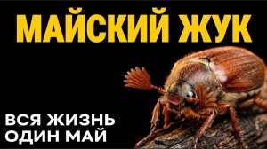 Майский Жук: 4 Года под Землёй ради трёх недель Жизни.