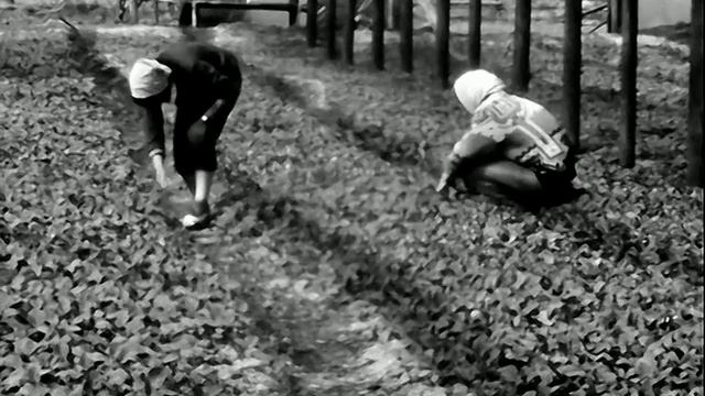 1977 год. Тюмень. Май в тепличном хозяйстве