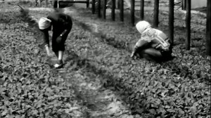 1977 год. Тюмень. Май в тепличном хозяйстве