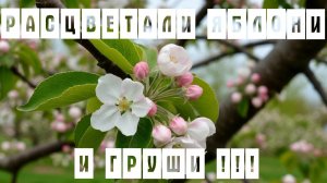 Цветут сады!