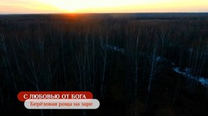 Берёзовая роща на заре | С любовью от Бога