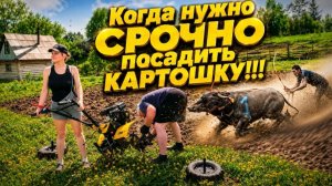 КОГДА НУЖНО СРОЧНО ПОСАДИТЬ КАРТОШКУ | Купили дом в селе на хуторе | Дом в деревне