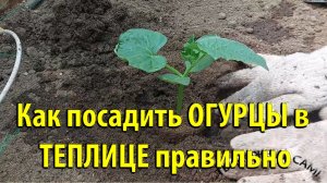 Как посадить ОГУРЦЫ в ТЕПЛИЦЕ правильно