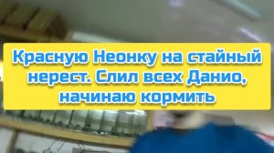 Красную Неонку на стайный нерест. Слил всех Данио, начинаю кормить