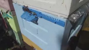 пчеловодство с минимумом осмотров, пчела Элгон , узко высокое гнездо , трутневой сот, 14.05.2026
