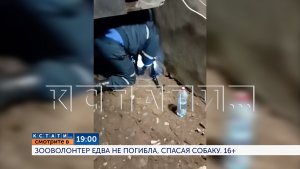 Смотрите сегодня в 19.00 в программе «Кстати»: Зооволонтёр едва не погибла, спасая собаку