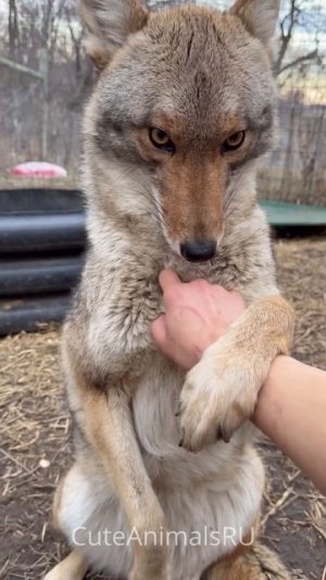 Койотик 🥰😍