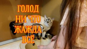 😼🔥500К ЛАЙКОВ и КОТ ПОКАЖЕТ ГОРШОК #кот #еда #влог #жиза #готовимдома