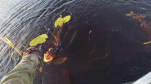 Щука сошла с ума и начала жрать всё подряд. Рыбалка на диком озере. Рыбалка в карелии