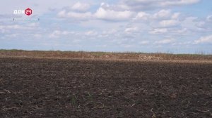 «Белое золото» донских полей