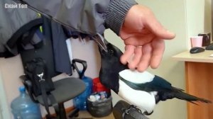 Птицы, говорящие на человеческом языке_ говоруны удивляют.