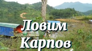 Снова на большом озере будем ловить крупных карпов. Ловим рыбу с помощью ловушек.