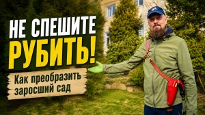 Не спешите рубить! Как преобразить заросший сад