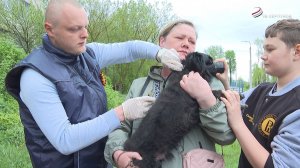 В Серпухова работает мобильный пункт вакцинации против бешенства
