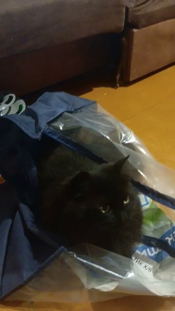 У котика новый домик