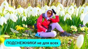 #169 Океан белых подснежников под Новороссийском #леснаяцаревна #пойдемсомной #sumkiberry