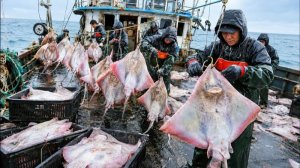 Ловля ската в Корее. Морские охотники в деле
