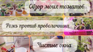 3 минуты и окна ,как зеркало .Обзор моих томатов. Разговорное видео. Лайфхак .