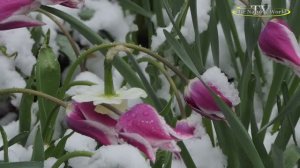 Внезапный  «Апрельский снег» ❄️ красота и печаль чего хочет. Весенний снег в апреле.
