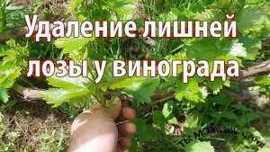 Удаление лишней лозы у винограда