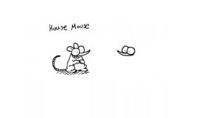 Simon Draws Mice - Simon's Cat   CREATIVE
